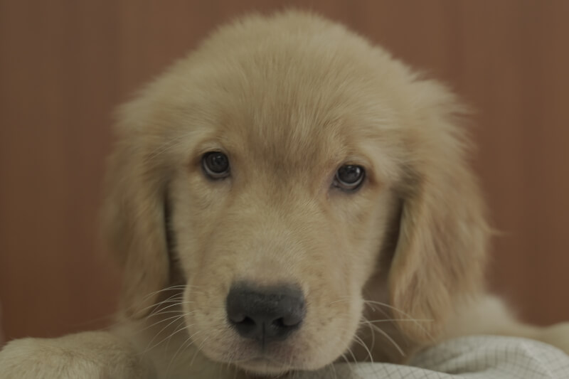 ゴールデンレトリーバーの子犬の写真2021051512 8月7日現在