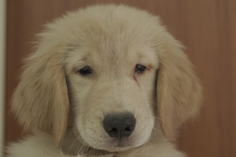 ゴールデンレトリーバーの子犬の写真202105156 8月7日現在