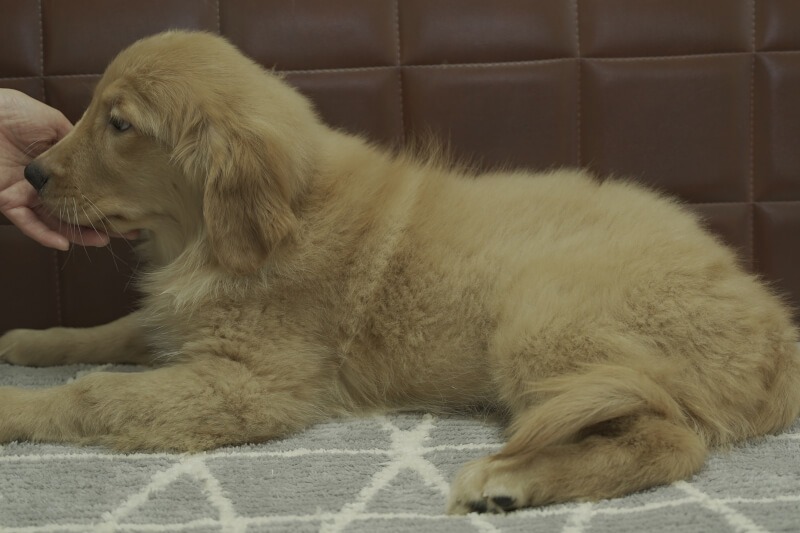 ゴールデンレトリーバーの子犬の写真2021051511-2 8月16日現在