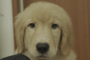 ゴールデンレトリーバーの子犬2021051512
