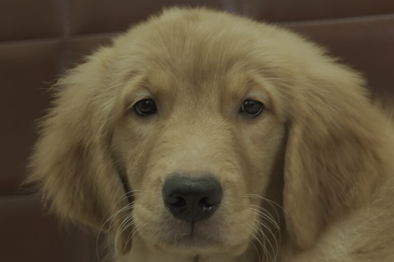 ゴールデンレトリーバーの子犬の写真2021051511 8月16日現在