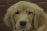 ゴールデンレトリーバーの子犬2021051511