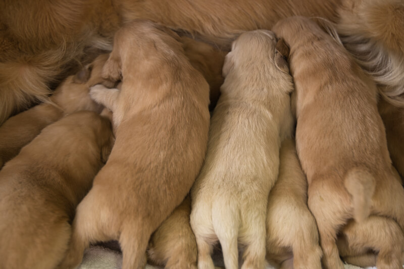 2022年1月30日生まれのゴールデンレトリバーの子犬の写真