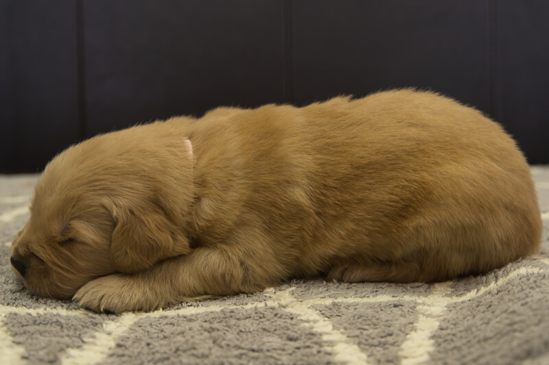 ゴールデンレトリーバーの子犬の写真202201305-2 2月16日現在