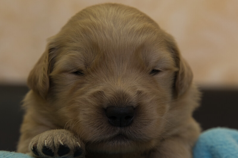 ゴールデンレトリーバーの子犬の写真202201306 2月16日現在
