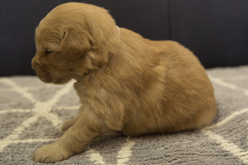 ゴールデンレトリーバーの子犬の写真202201306-2 2月16日現在