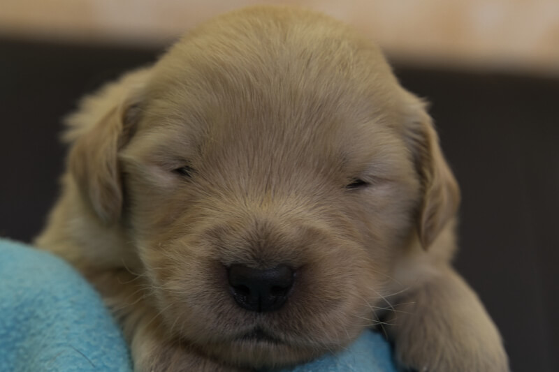 ゴールデンレトリーバーの子犬の写真202201307 2月16日現在