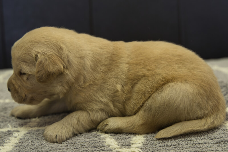 ゴールデンレトリーバーの子犬の写真202201307-2 2月16日現在