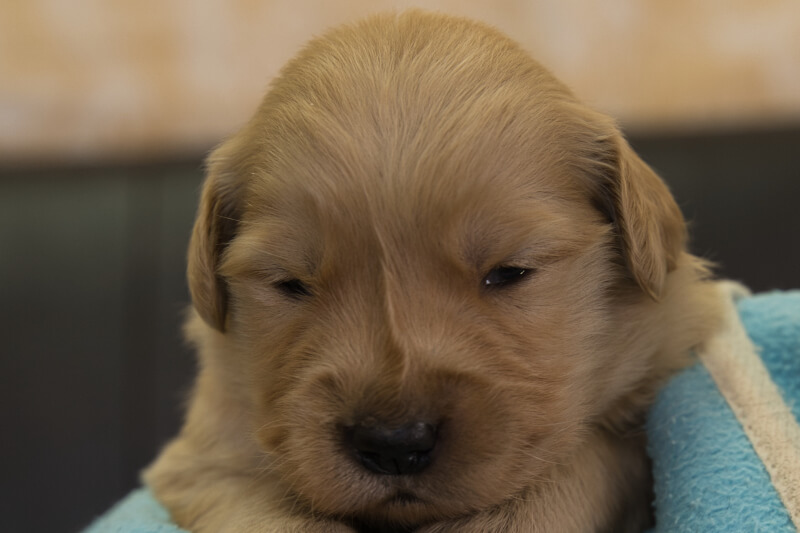 ゴールデンレトリーバーの子犬の写真202201309 2月16日現在
