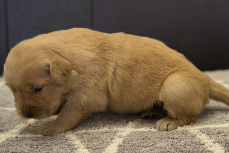 ゴールデンレトリーバーの子犬の写真202201309-2 2月16日現在