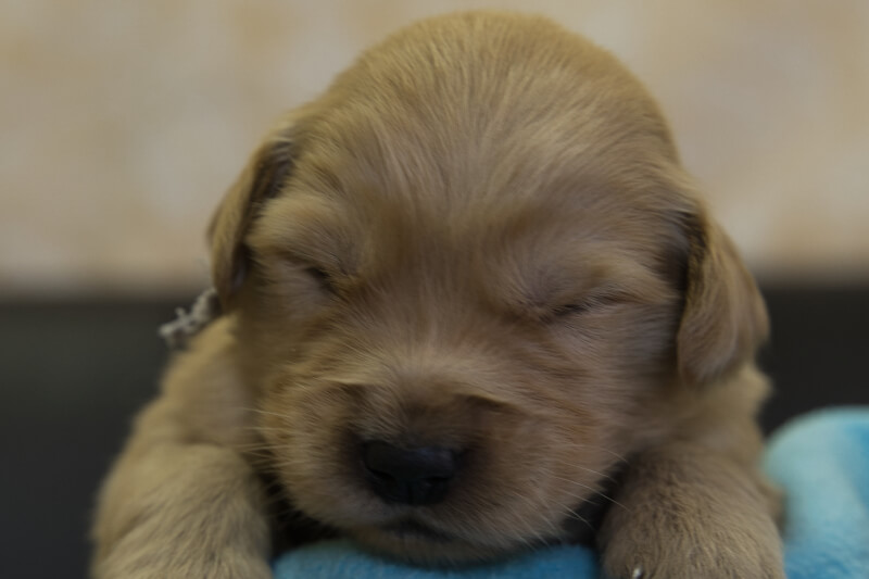 ゴールデンレトリーバーの子犬の写真2022013010 2月16日現在