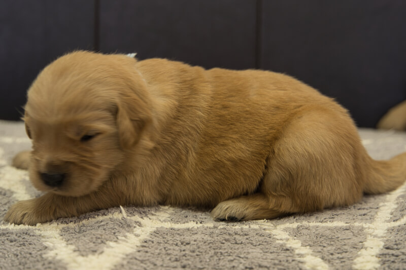 ゴールデンレトリーバーの子犬の写真202201301-2 2月16日現在