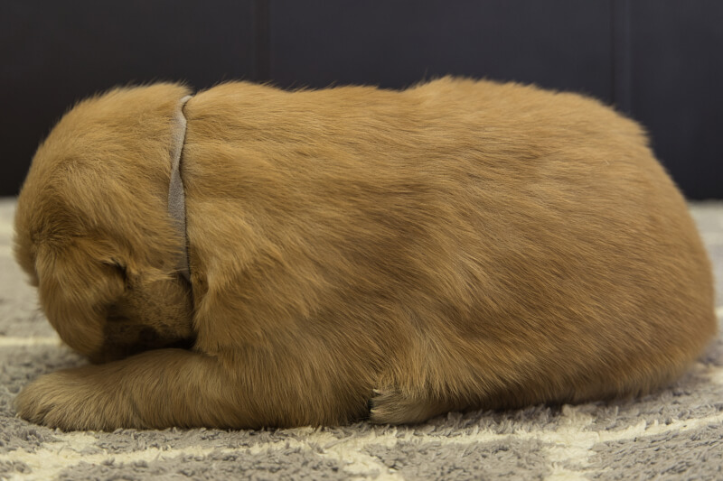 ゴールデンレトリーバーの子犬の写真2022013010-2 2月16日現在