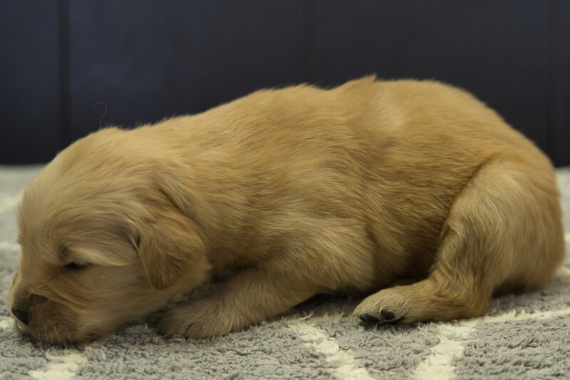 ゴールデンレトリーバーの子犬の写真2022013011-2 2月16日現在