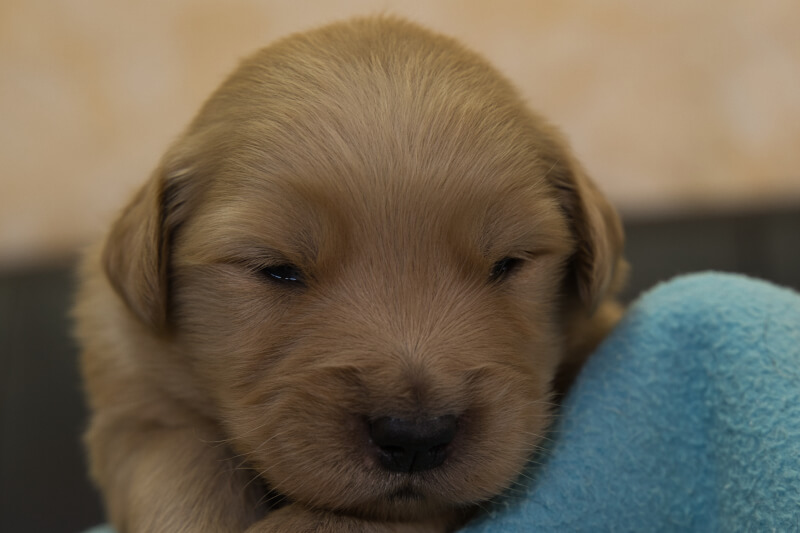 ゴールデンレトリーバーの子犬の写真202201302 2月16日現在
