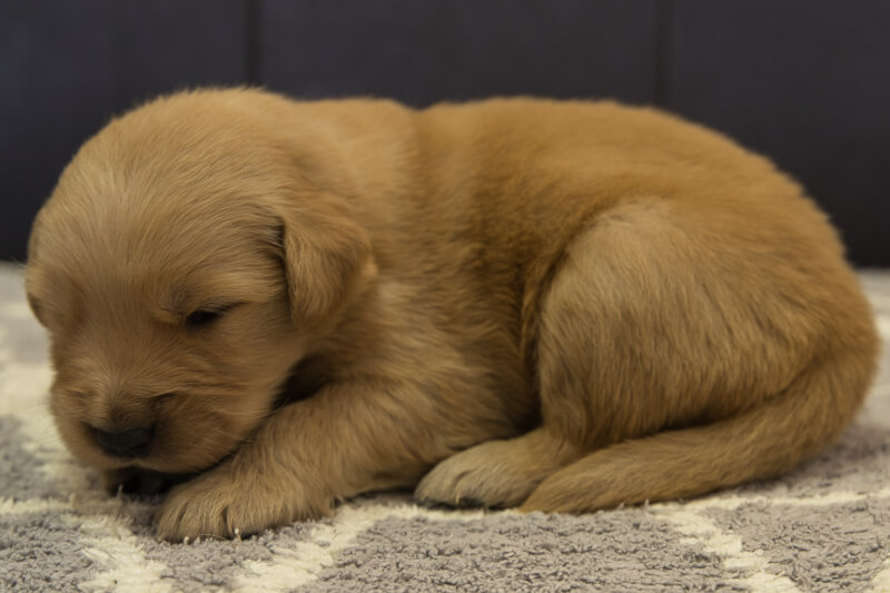 ゴールデンレトリーバーの子犬の写真202201302-2 2月16日現在