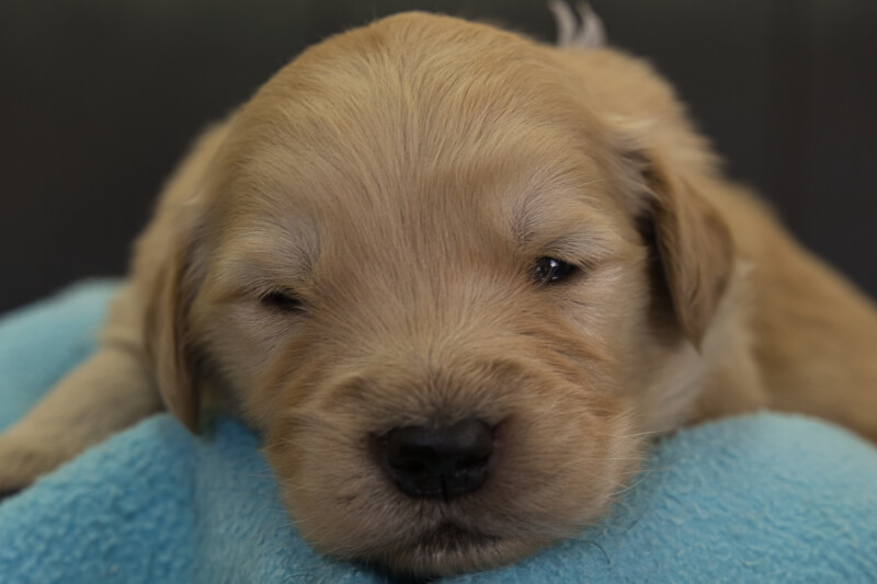 ゴールデンレトリーバーの子犬の写真202201303 2月16日現在