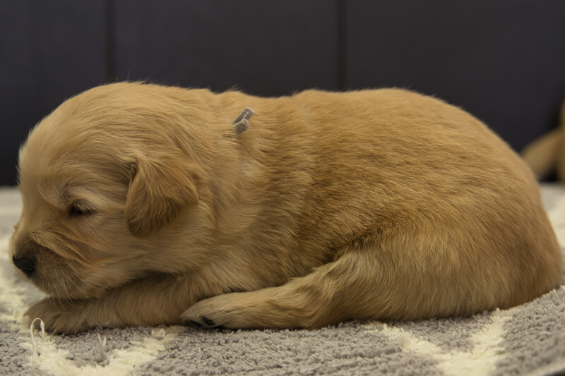 ゴールデンレトリーバーの子犬の写真202201303-2 2月16日現在