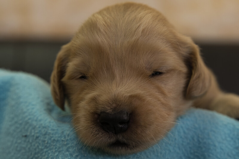 ゴールデンレトリーバーの子犬の写真202201304 2月16日現在