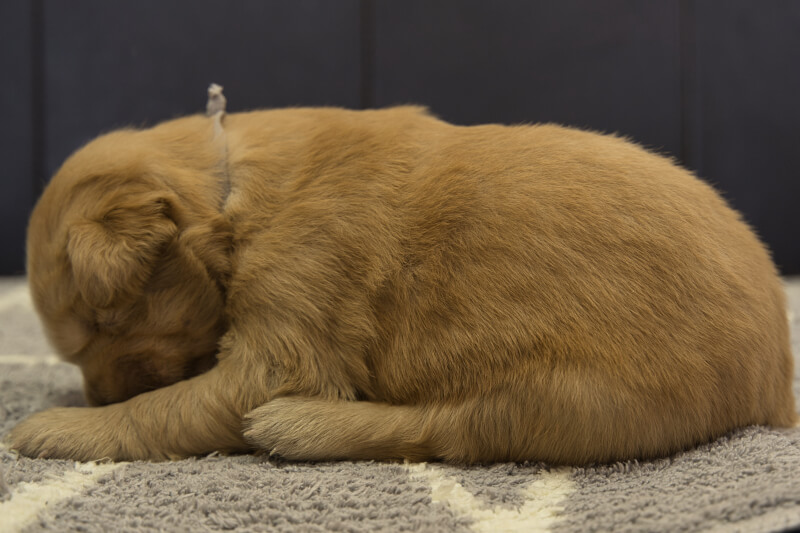 ゴールデンレトリーバーの子犬の写真202201304-2 2月16日現在