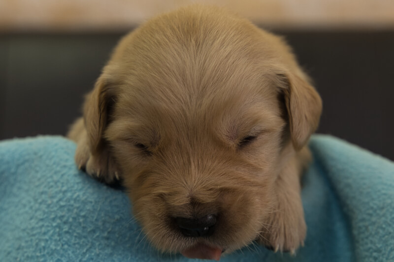 ゴールデンレトリーバーの子犬の写真202201305 2月16日現在