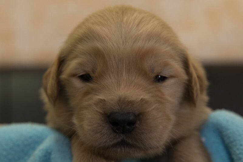 ゴールデンレトリーバーの子犬の写真202201301 2月16日現在