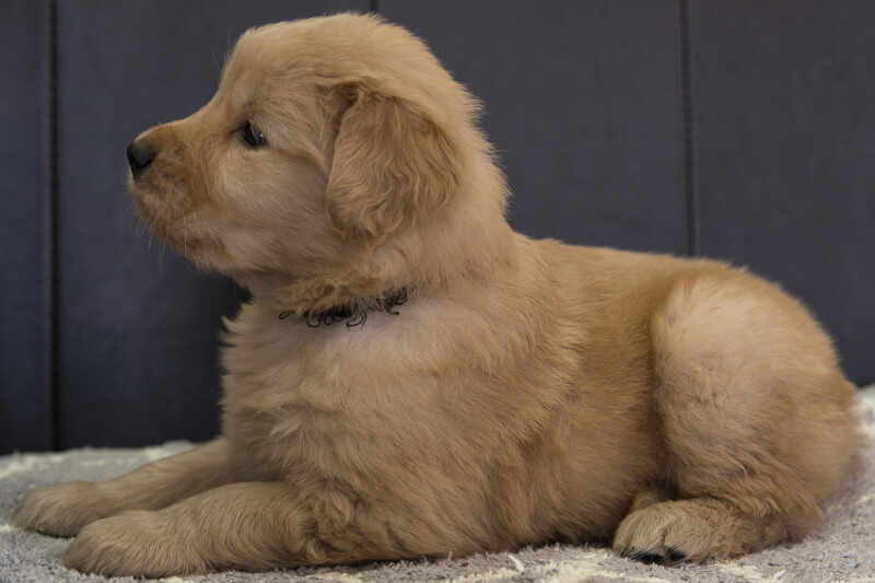 ゴールデンレトリーバーの子犬の写真202201305-2 3月3日現在