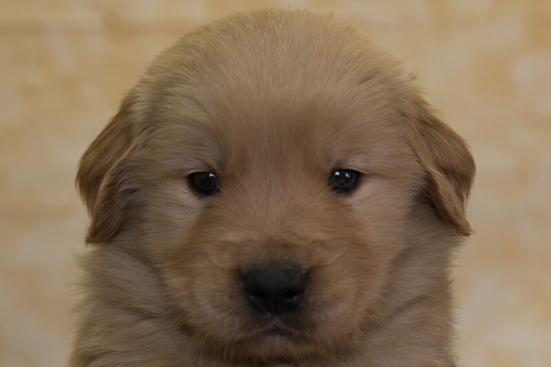 ゴールデンレトリーバーの子犬の写真202201306 3月3日現在