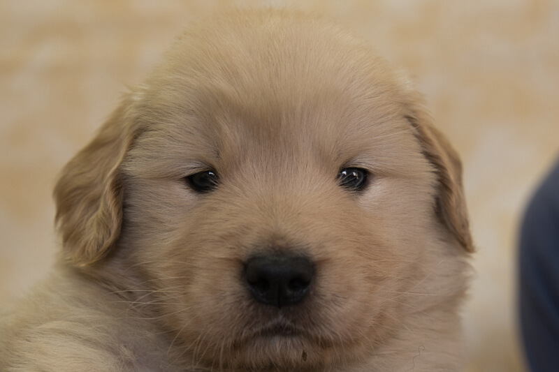 ゴールデンレトリーバーの子犬の写真202201307 3月3日現在