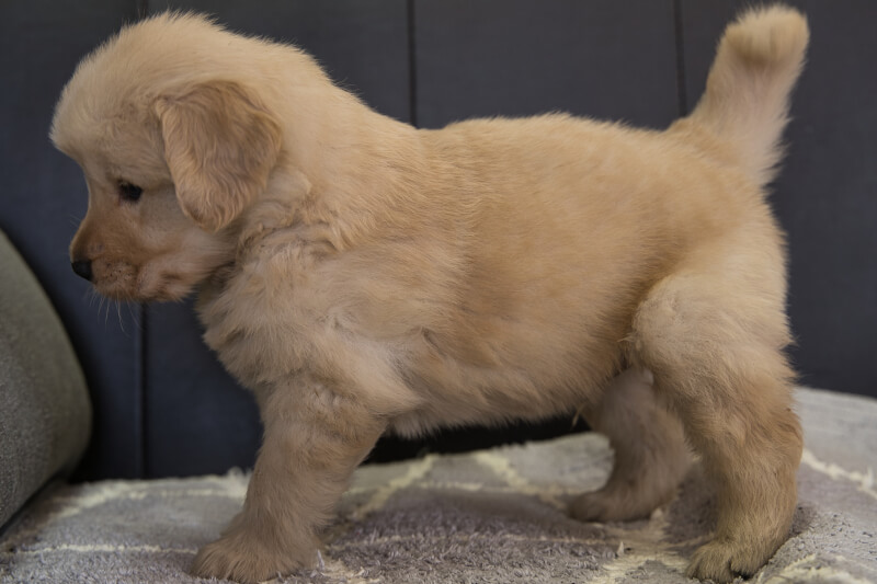 ゴールデンレトリーバーの子犬の写真202201307-2 3月3日現在