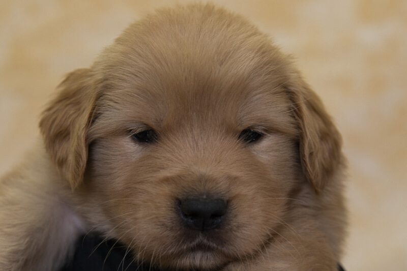 ゴールデンレトリーバーの子犬の写真2022013011 3月3日現在