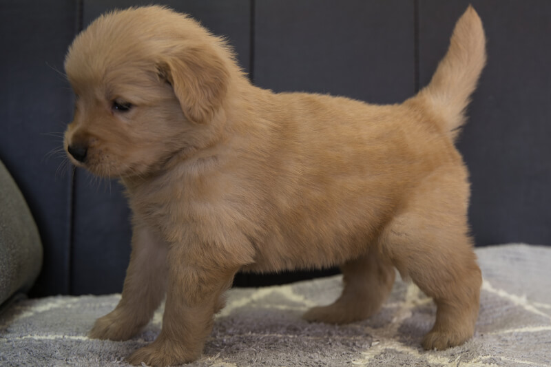 ゴールデンレトリーバーの子犬の写真2022013011-2 3月3日現在