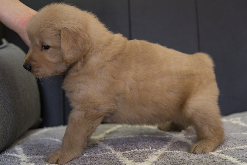 ゴールデンレトリーバーの子犬の写真202201301-2 3月3日現在