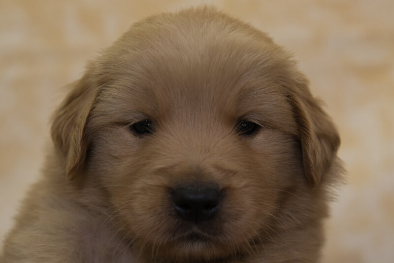 ゴールデンレトリーバーの子犬の写真202201302 3月3日現在