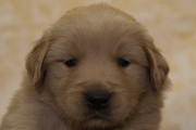 ゴールデンレトリーバーの子犬202201302