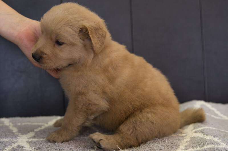ゴールデンレトリーバーの子犬の写真202201302-2 3月3日現在