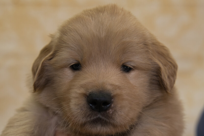 ゴールデンレトリーバーの子犬の写真202201303 3月3日現在