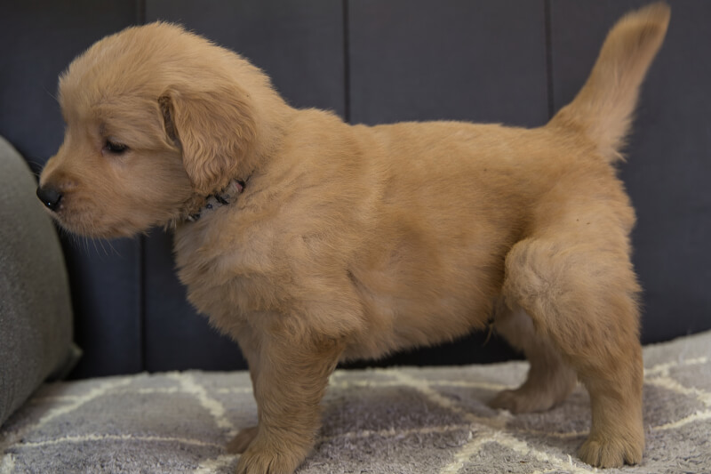 ゴールデンレトリーバーの子犬の写真202201303-2 3月3日現在