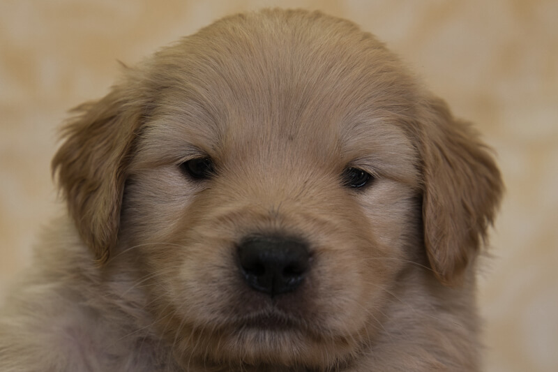 ゴールデンレトリーバーの子犬の写真202201304 3月3日現在