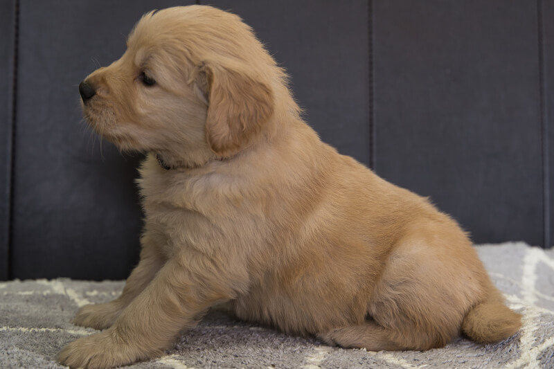 ゴールデンレトリーバーの子犬の写真202201304-2 3月3日現在