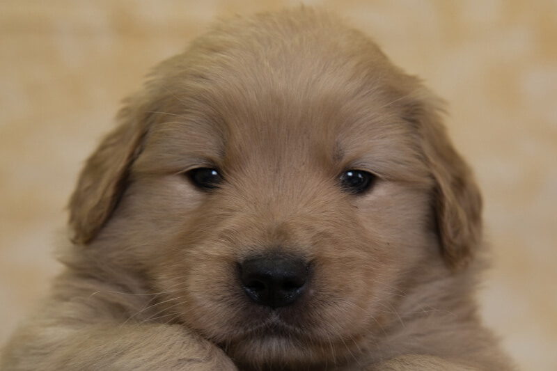 ゴールデンレトリーバーの子犬の写真202201305 3月3日現在
