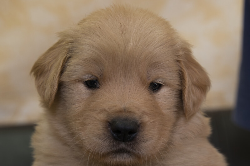 ゴールデンレトリーバーの子犬の写真202201301 3月3日現在