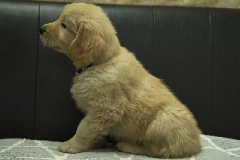 ゴールデンレトリーバーの子犬の写真202201301-2 3月30日現在