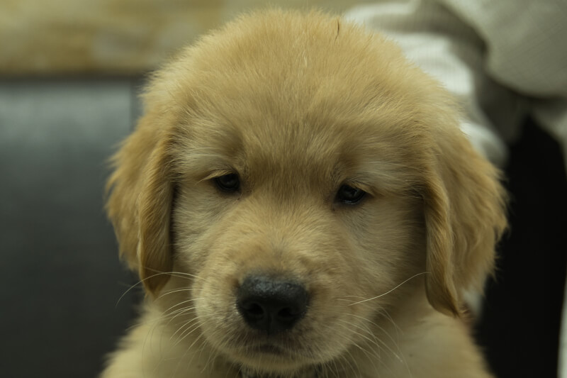 ゴールデンレトリーバーの子犬の写真202201303 3月30日現在