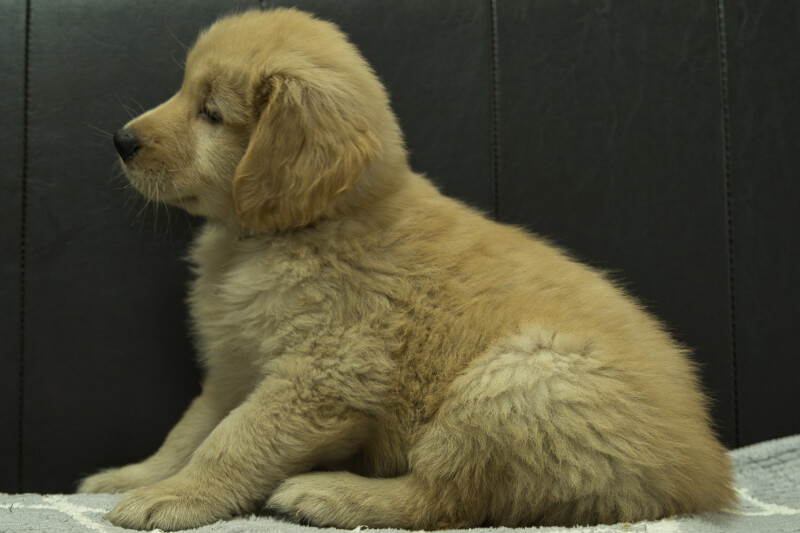 ゴールデンレトリーバーの子犬の写真202201303-2 3月30日現在