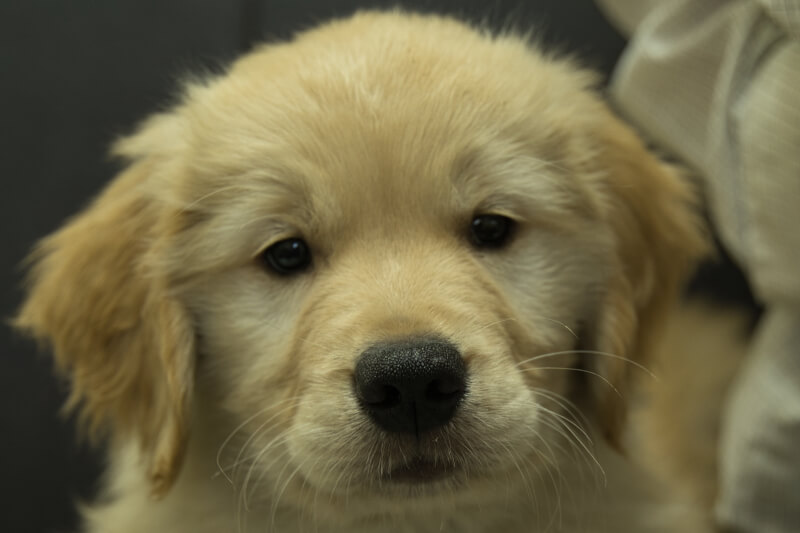 ゴールデンレトリーバーの子犬の写真202201304 3月30日現在