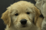 ゴールデンレトリーバーの子犬202201304