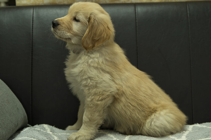 ゴールデンレトリーバーの子犬の写真202201304-2 3月30日現在