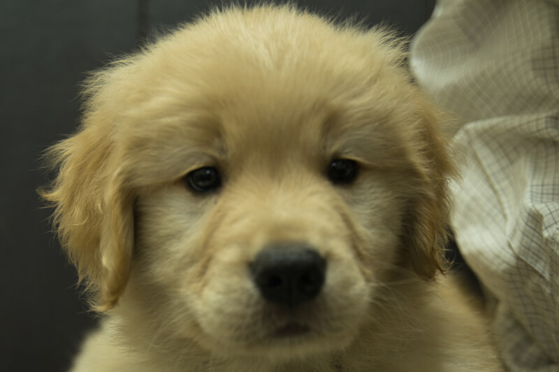 ゴールデンレトリーバーの子犬の写真202201305 3月30日現在