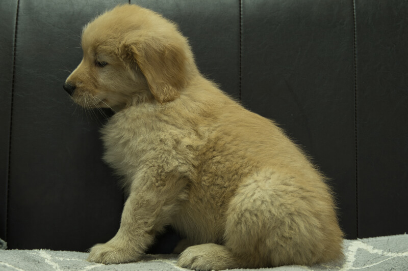 ゴールデンレトリーバーの子犬の写真202201305-2 3月30日現在